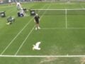 Επικό video από αγώνα τένις στην Ιρλανδία με ένα γλάρο να αρπάζει μπανάνα από σακίδιο αθλητή