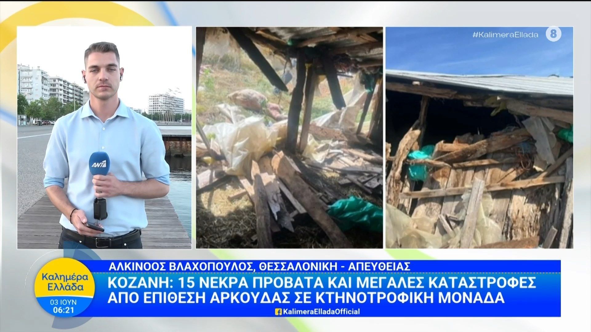 Κοζάνη: 15 νεκρά πρόβατα και μεγάλες καταστροφές από επίθεση αρκούδας – Καλημέρα Ελλάδα – 03/06/2026