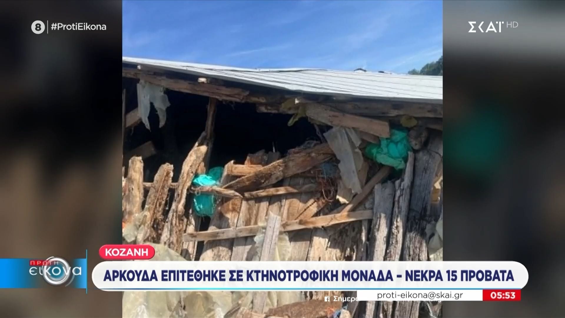Κοζάνη: Αρκούδα επιτέθηκε σε κτηνοτροφική μονάδα – Νεκρά 15 πρόβατα