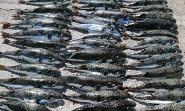 15χρονος έπιασε 158 λαγοκέφαλους και βγήκε πρώτος στο κυνήγι του τοξικού ψαριού – «Ήξερα από μικρός ότι βλάπτουν τη φύση»