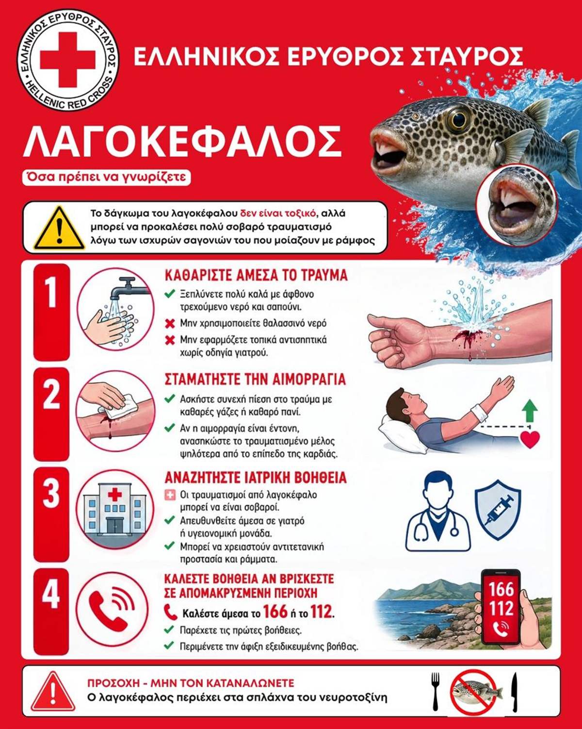 Λαγοκέφαλος: τι να κάνεις αμέσως αν σε δαγκώσει – 4 οδηγίες από τον Ελληνικό Ερυθρό Σταυρό 7 οδηγίες για λαγοκέφαλος από ερυθρό σταυρό