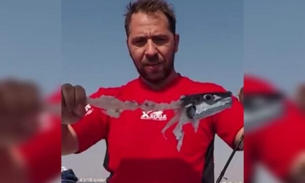 Λαγοκέφαλοι: Το απίστευτο πείραμα Έλληνα ψαρά που κατέγραψε εικόνες κανιβαλισμού – Δείτε βίντεο