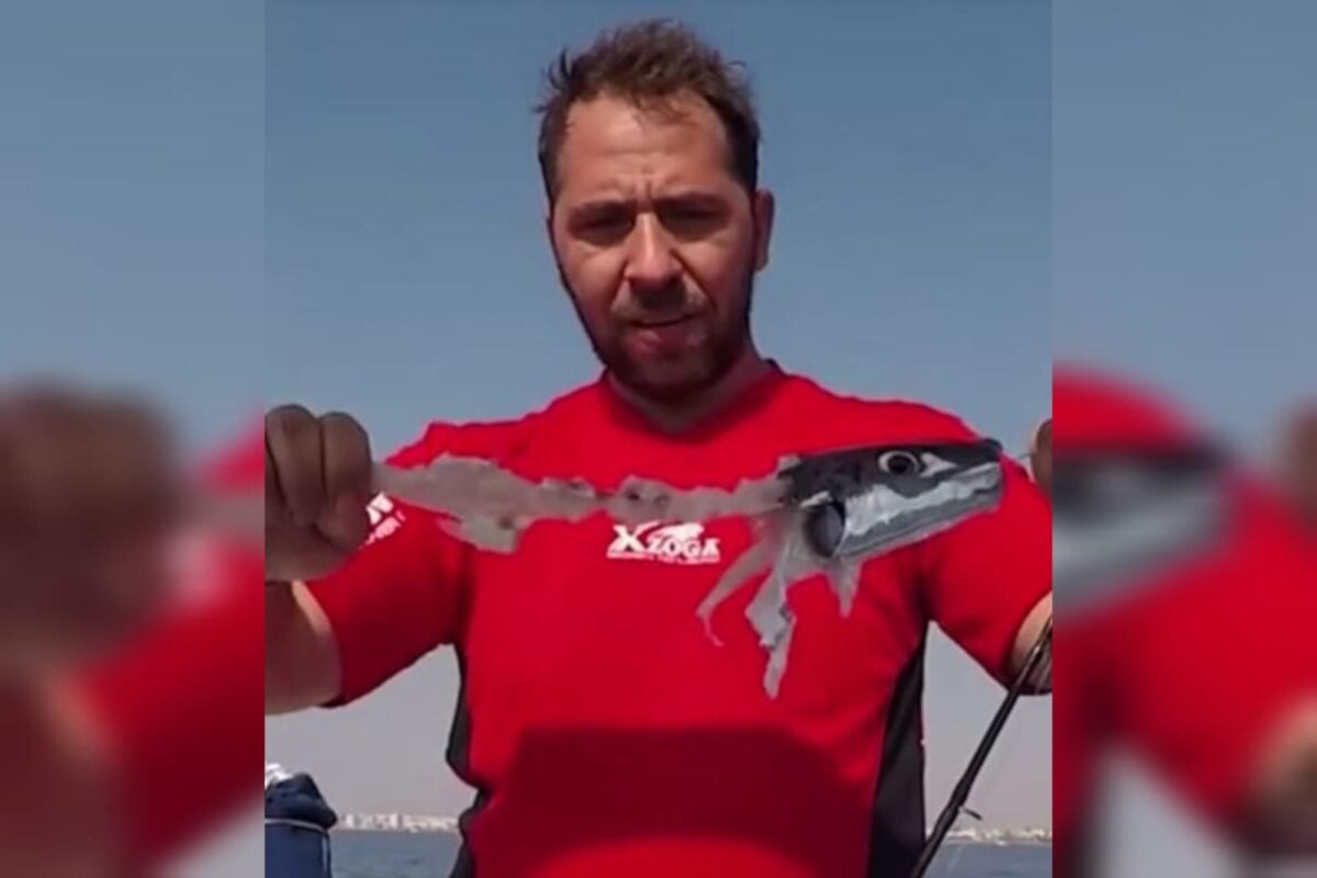 Λαγοκέφαλοι: Το απίστευτο πείραμα Έλληνα ψαρά που κατέγραψε εικόνες κανιβαλισμού – Δείτε βίντεο