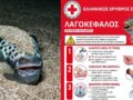Τι να κάνεις αμέσως αν σε δαγκώσει λαγοκέφαλος – 4 οδηγίες από τον Ελληνικό Ερυθρό Σταυρό