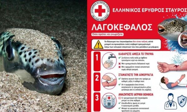 Λαγοκέφαλος: τι να κάνεις αμέσως αν σε δαγκώσει – 4 οδηγίες από τον Ελληνικό Ερυθρό Σταυρό