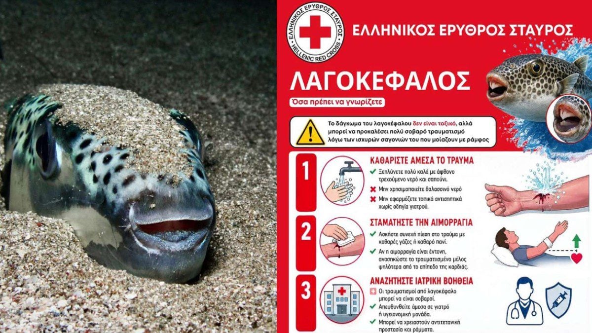 Λαγοκέφαλος: τι να κάνεις αμέσως αν σε δαγκώσει – 4 οδηγίες από τον Ελληνικό Ερυθρό Σταυρό 2 Λαγοκέφαλος: τι να κάνεις αμέσως αν σε δαγκώσει – 4 οδηγίες από τον Ελληνικό Ερυθρό Σταυρό