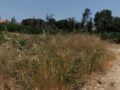 Ακαθάριστα οικόπεδα: Λήγει τη Δευτέρα η προθεσμία για τις δηλώσεις, σαρωτικοί έλεγχοι από την Τρίτη – Τα πρόστιμα για όσους δεν συμμορφωθούν