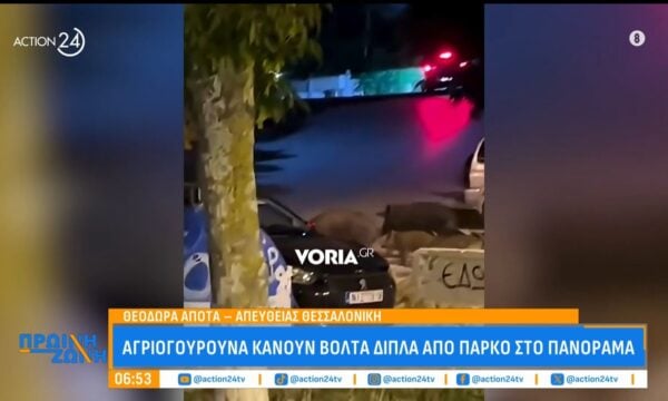 Αγριογούρουνα κάνουν βόλτα σε πάρκο στο Πανόραμα
