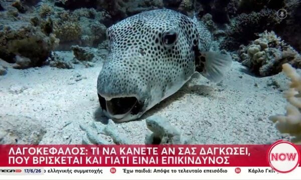 Αν. Μήλιου: «Δεν χρειάζεται να υπάρχει ανησυχία για τους λαγοκέφαλους»