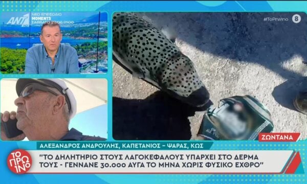 Ανησυχία για τους λαγοκέφαλους που εντοπίζονται καθημερινά από ψαράδες στις Ελληνικές θάλασσες – Το Πρωινό – 25/06/2026