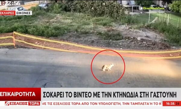 Ανθρωπόμορφο κτήνος πέρασε πάνω από σκύλο με το αυτοκίνητό του στη Γαστούνη Ηλείας
