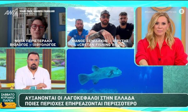 Αυξάνονται οι λαγοκέφαλοι στην Ελλάδα – Ποιες περιοχές επηρεάζονται περισσότερο – Σαββατοκύριακο Παρέα – 14/06/2026