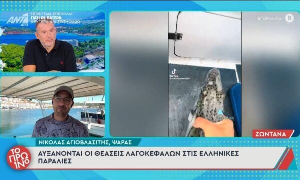 Αυξάνονται οι θεάσεις λαγοκέφαλων στις Ελληνικές παραλίες – Το Πρωινό – 29/06/2026