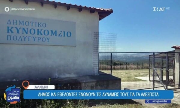 Χαλκιδική: Δήμος και εθελοντές ενώνουν τις δυνάμεις τους για τα αδέσποτα