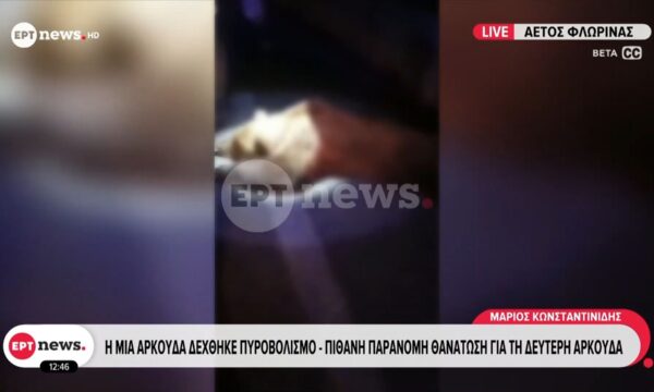 Δυο νεκρές αρκούδες εντοπίστηκαν στην Φλώρινα και ένα νεκρό αρκουδάκι σε αγροτική περιοχή στην Κοζάνη