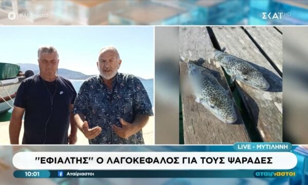 Εφιάλτης ο λαγοκέφαλος για τους ψαράδες