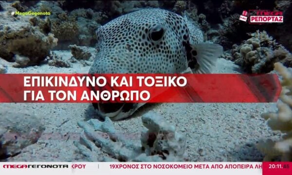 Έντονη ανησυχία από τους λαγοκέφαλους που έχουν γεμίσει τις ελληνικές θάλασσες