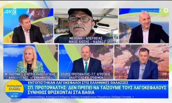 Εντοπίστηκαν λαγοκέφαλοι στις Ελληνικές θάλασσες – Καλημέρα Ελλάδα – 17/06/2026