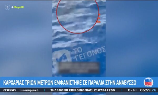 Εντοπίστηκε καρχαρίας 3 μέτρων στην Ανάβυσσο