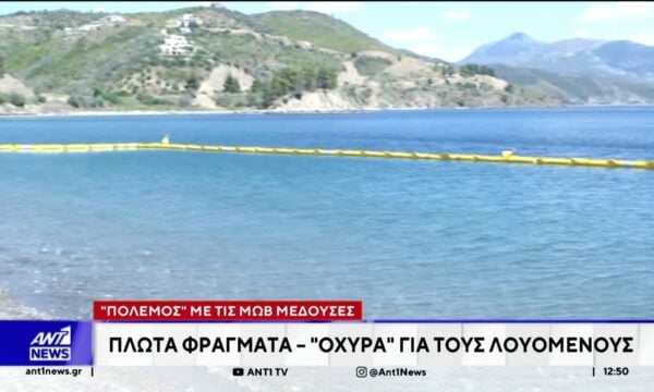 Επιχείρηση προστασίας από τις μώβ μέδουσες, που έχουν κατακλύσει τον Ευβοϊκό