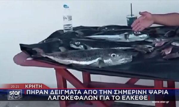 Επικηρύχθηκαν οι λαγοκέφαλοι – Αντιδράσεις από ψαράδες που δεν έχουν ενταχθεί στο ”σαφάρι” του λαγοκέφαλου