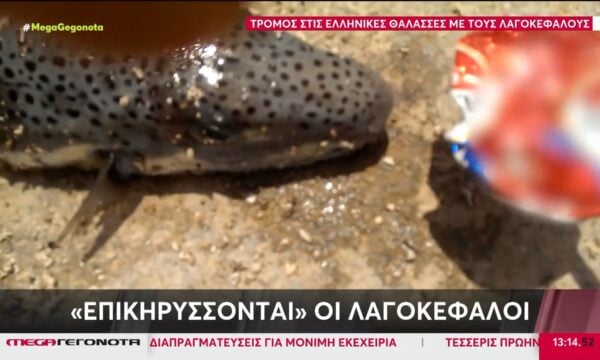 «Επικηρύσσονται» οι λαγοκέφαλοι