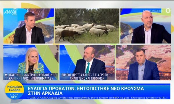 Ευλογιά προβάτων: Εντοπίστηκε νέο κρούσμα στην Αρκαδία – Καλημέρα Ελλάδα – 17/06/2026