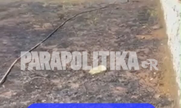 Φωτιά στη Σταμάτα: Την πρόλαβαν πριν ξεφύγει – Μέσα σε 15 λεπτά τέθηκε υπό πλήρη έλεγχο