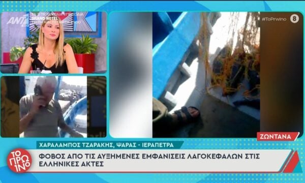 Φόβος από τις αυξημένες εμφανίσεις λαγοκέφαλων στις Ελληνικές ακτές