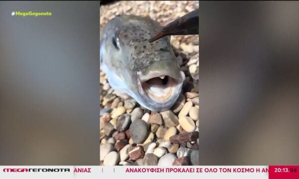 Φόβος και τρόμος για τους λουόμενους η ραγδαία εξάπλωση των λαγοκέφαλων στις ελληνικές θάλασσες