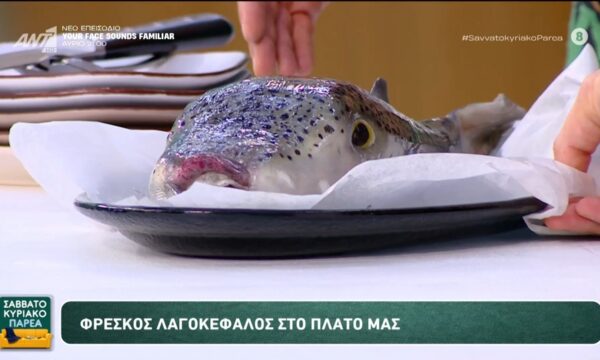 Φρέσκος λαγοκέφαλος στο πλατό μας – Σαββατοκύριακο Παρέα – 20/06/2026