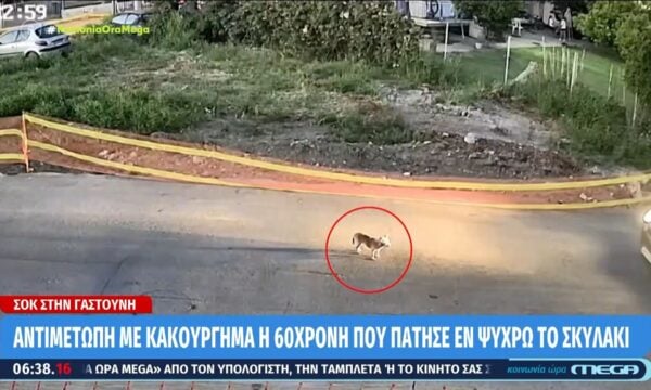 Γαστούνη: Αντιμέτωπη με κακούργημα η 60χρονη που πάτησε εν ψυχρώ το σκυλάκι