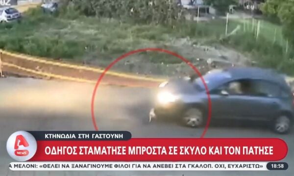 Γαστούνη: Οργή για περιστατικό κακοποίησης ζώου στον δρόμο
