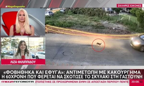 Γαστούνη: Ταυτοποιήθηκε η οδηγός που πάτησε και σκότωσε τον σκύλο – «Φοβήθηκα και έφυγα», είπε