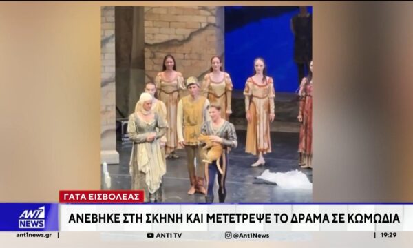 Γάτα ανέβηκε στη σκηνή και μετέτρεψε το δράμα σε κωμωδία