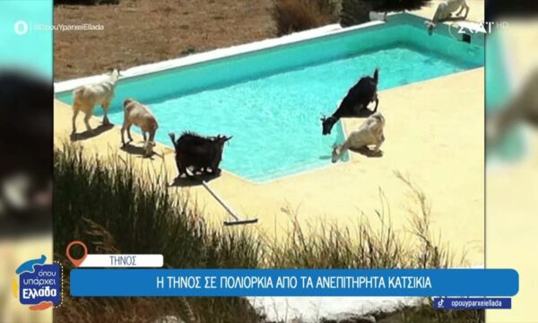 Η Τήνος αναζητά λύση στο πρόβλημα της με τα κατσίκια