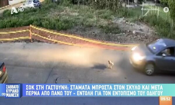 Καστούνη: Βίντεο ντοκουμέντο από τη στιγμή που οδηγός ΙΧ πάτησε σκύλο