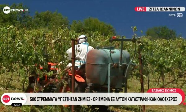 Καταστροφές σε αμπελώνες στη Ζίτσα Ιωαννίνων λόγω της χαλαζόπτωσης