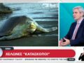 Κίνα: Προβλήματα δημιουργούν οι χελώνες «κατάσκοποι»