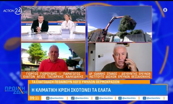 Κλιματική κρίση: Τα ελατοδάση πεθαίνουν λόγω υψηλών θερμοκρασιών