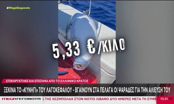 Ξεκινά το «κυνήγι» του λαγοκέφαλου – Στα 5,33 ευρώ ανά κιλό η αποζημίωση για την αλίευσή του