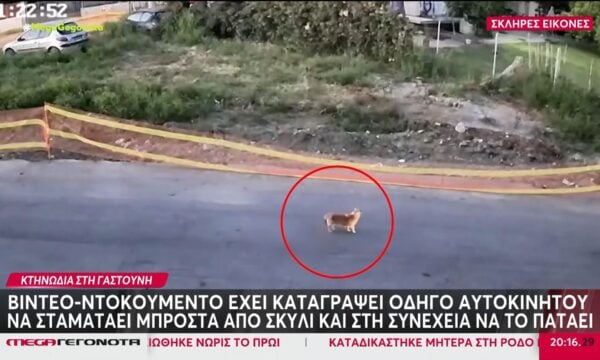Κτηνωδία στη Γαστούνη με οδηγό αυτοκινήτου να πατάει σκυλάκι στη μέση του δρόμου