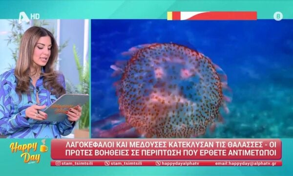 Λαγοκέφαλοι και μέδουσες στις ελληνικές θάλασσες – Οι πρώτες βοήθειες σε περίπτωση που έρθετε αντιμέτωποι