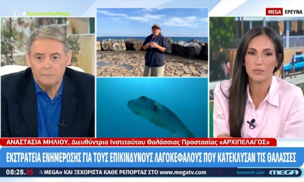 Λαγοκέφαλοι: Σπάνια συνατώνται στα ρηχά – Το πρόβλημα για την αλιεία
