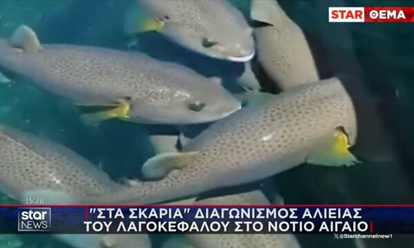 Λαγοκέφαλοι: «Στα σκαριά» διαγωνισμός αλιείας στο Νότιο Αιγαίο