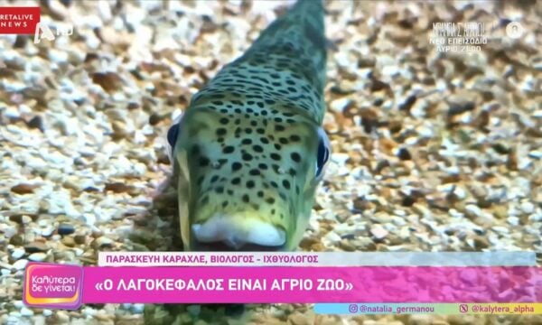 Λαγοκέφαλοι στις ελληνικές θάλασσες – Νέα ανησυχία στον Αργοσαρωνικό