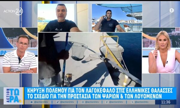 Λαγοκέφαλοι: Το σχέδιο για την «παύση» της εξάπλωσης – «Τα ψάρια αυτά βρίσκονται παντού»