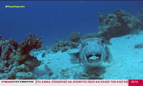 Λαγοκέφαλος: Ξεκίνησε το «κυνήγι» του τοξικού ψαριού από επαγγελματίες και ερασιτέχνες αλιείς