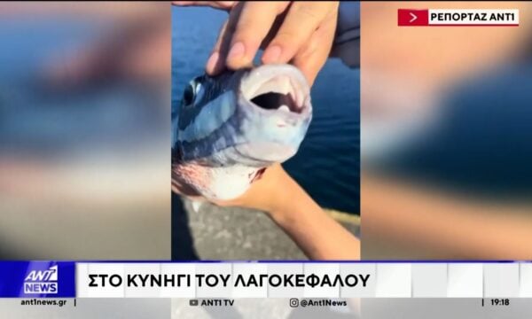 Λαγοκέφαλος: Οι ψαράδες μιλούν στον ΑΝΤ1 για τον εφιάλτη στις θάλασσες