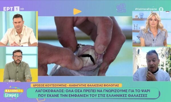 Λαγοκέφαλος: Όλα όσα πρέπει να γνωρίζουμε για το ψάρι που έκανε την εμφάνισή του στις ελληνικές θάλασσες